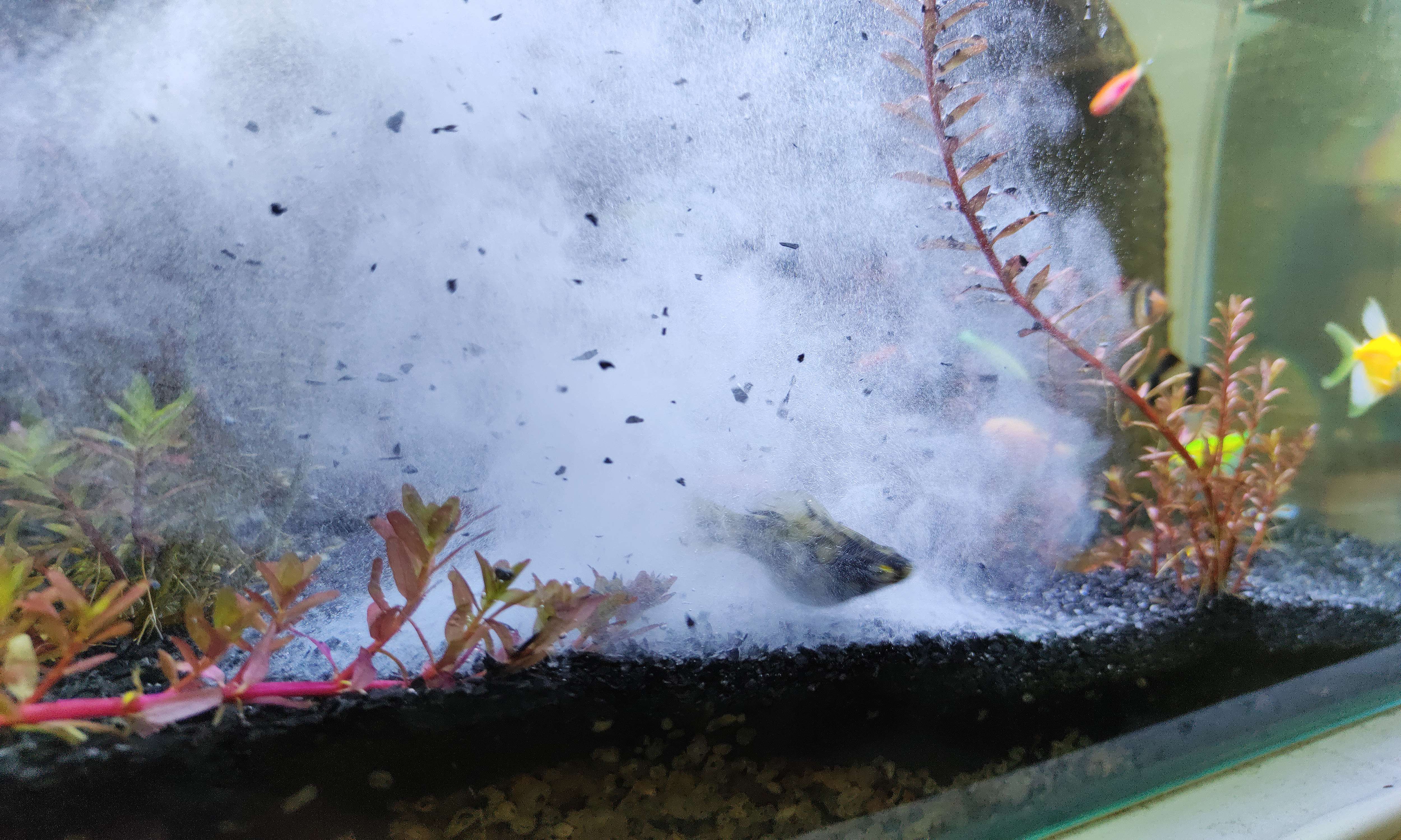 Than lai Gliba 250gram