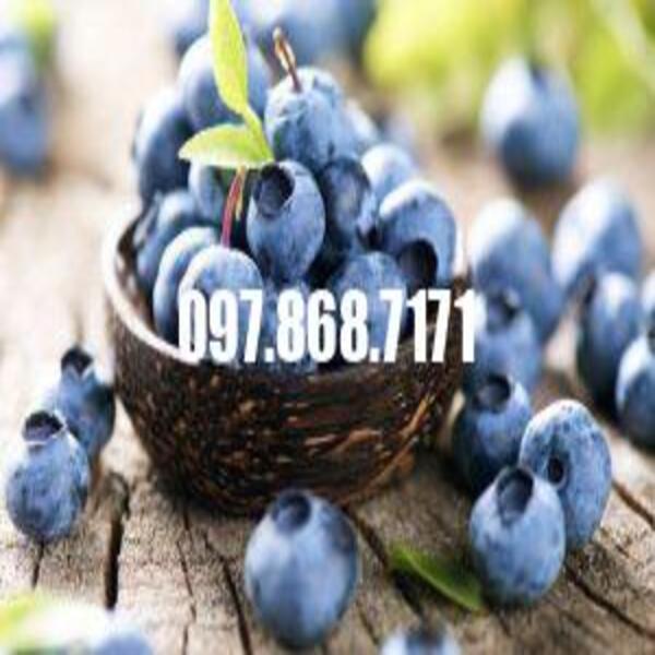 Cây việt quất