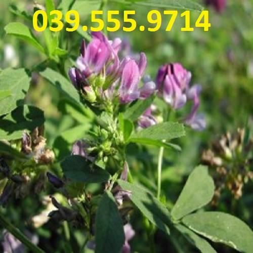 Hạt Cỏ Chăn Nuôi Dinh Dưỡng Cao Alfalfa Linh Lăng 300gam