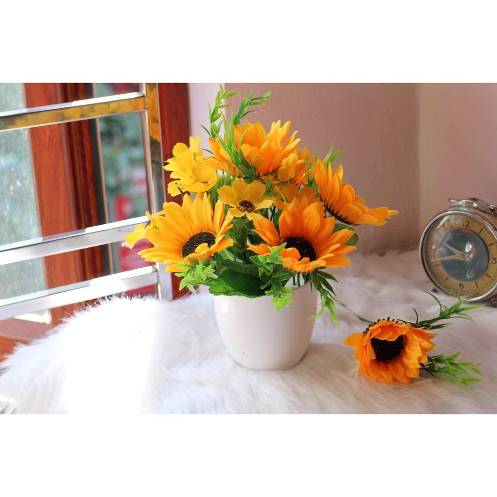 Chậu hướng dương nhỏ để bàn