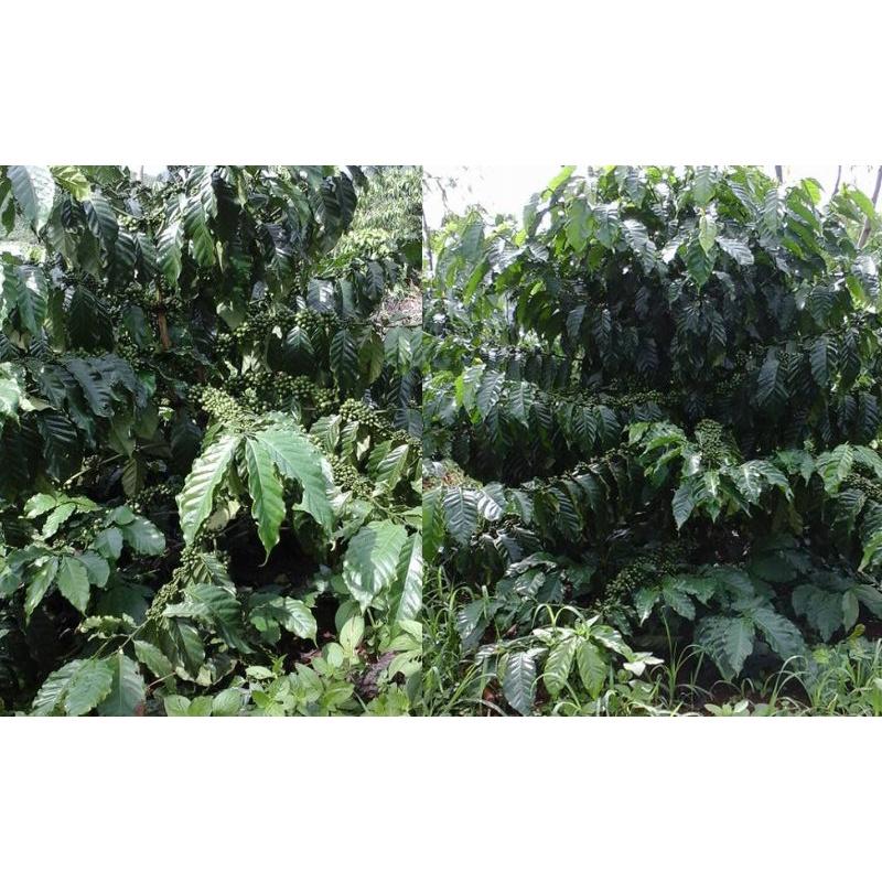 1 KG Hạt giống cà phê Thiên Trường cao sản .