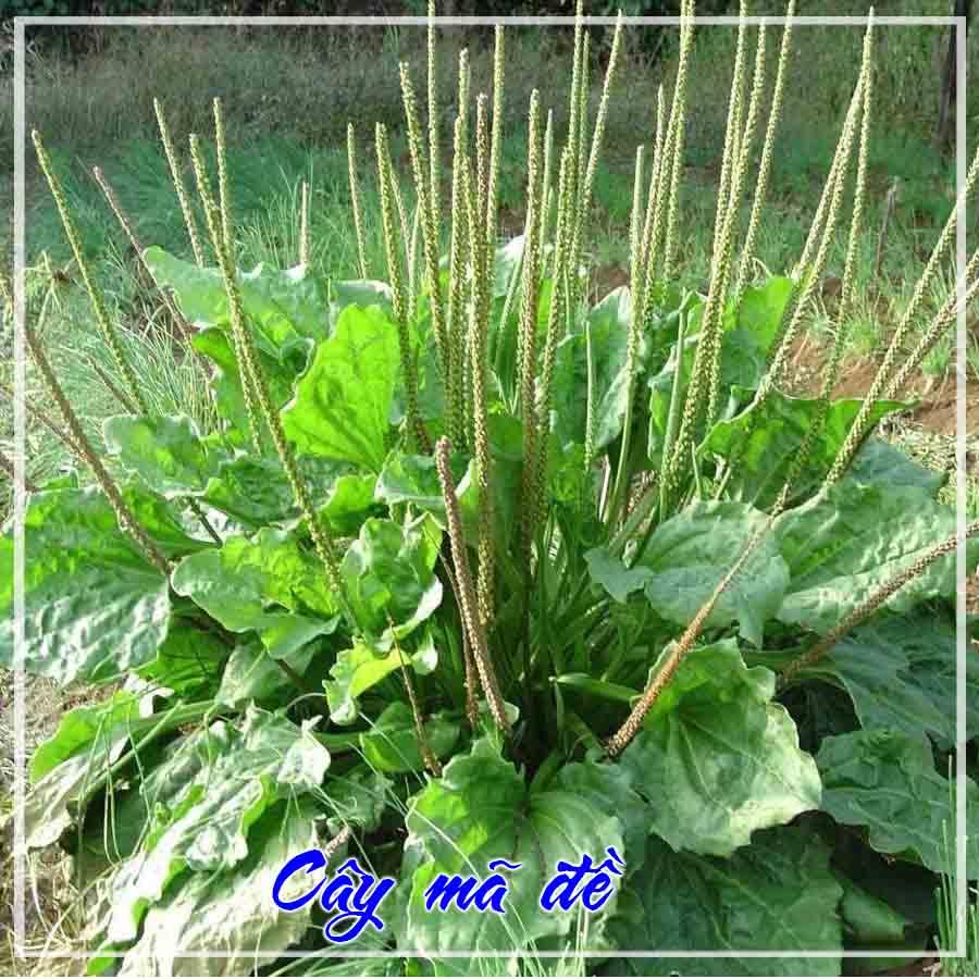 1kg Mã Đề khô sạch (bông + lá + thân)