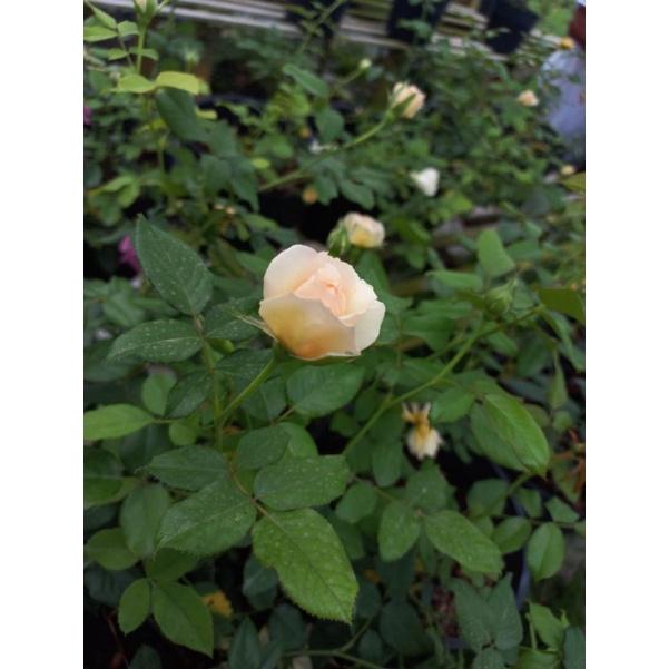 Hoa hồng cam masora, hồng ngoại, hồng bụi, thân gỗ, nguyên bản