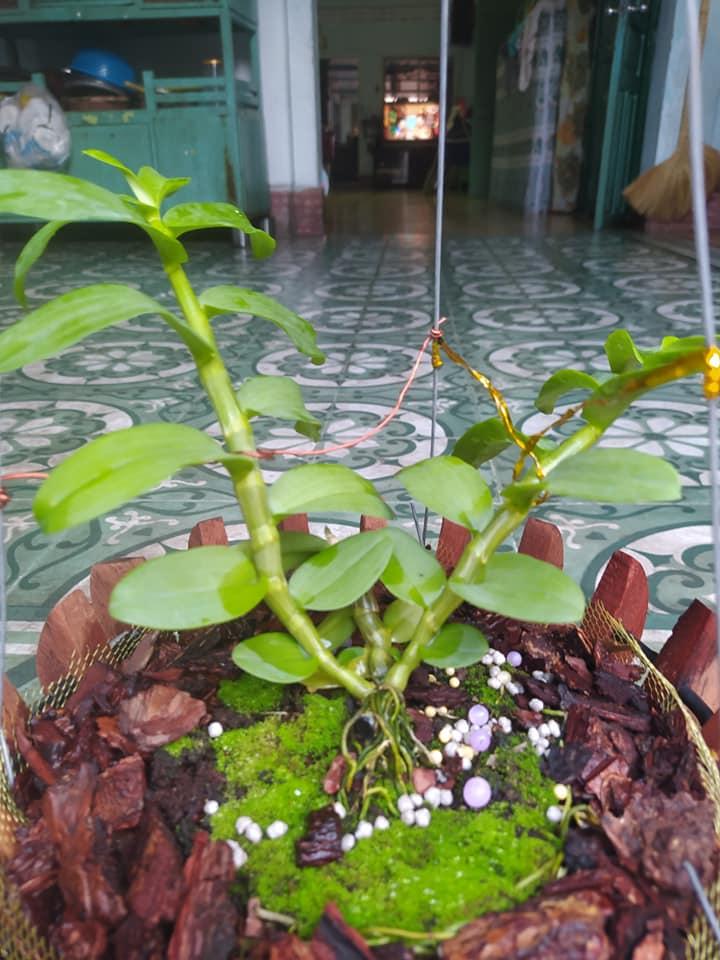 Hoa phong lan giã hạc- 5CT mắt mờ hải dương