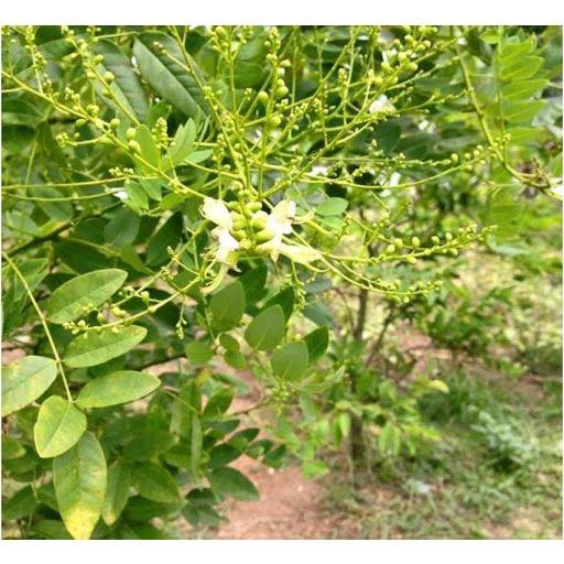 CÂY GIỐNG HOA HÒE
