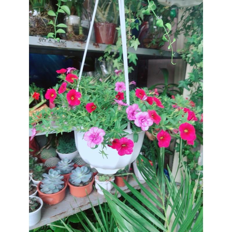 Chậu Hoa Dạ Yến Thảo