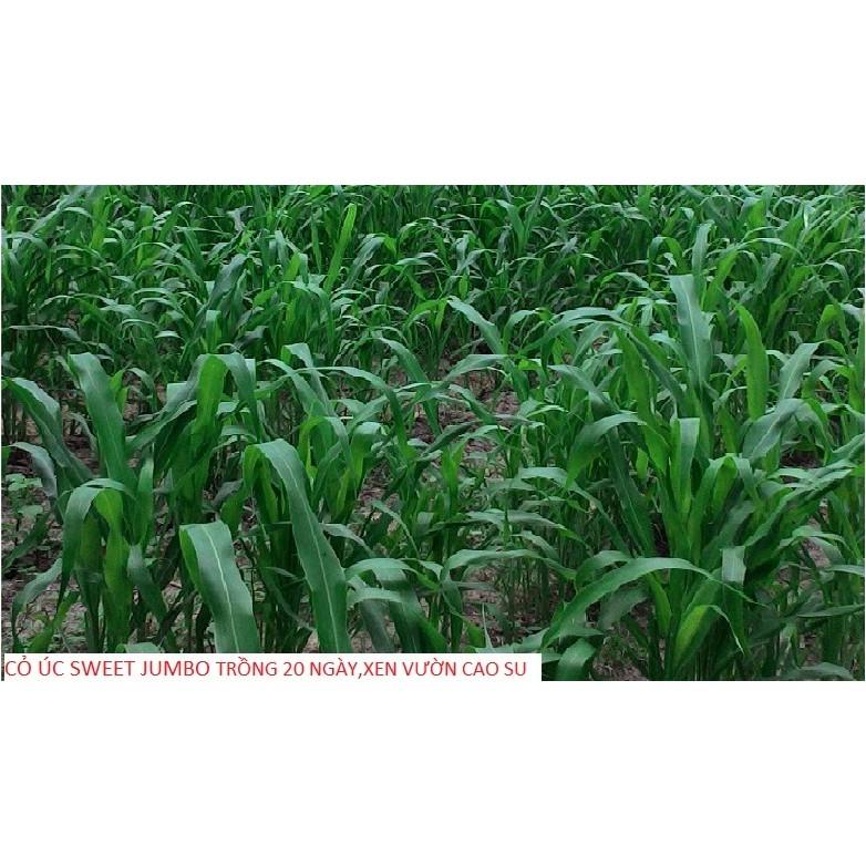 Hạt Giống Cỏ Sweet Jumbo - Cỏ Họ Ngô