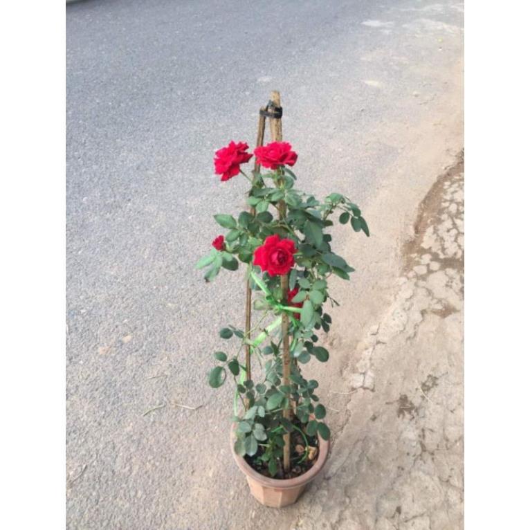 Hồng leo Hải Phòng