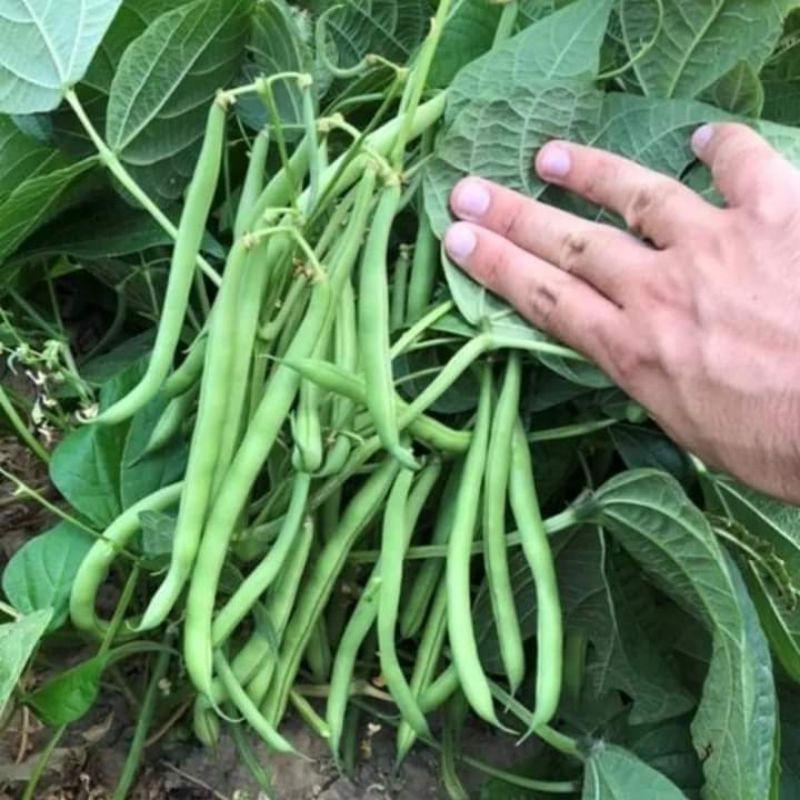 Hạt giống đậu cove bụi,cove lùn xanh-gói 20gram-tặng kèm gói phân bón