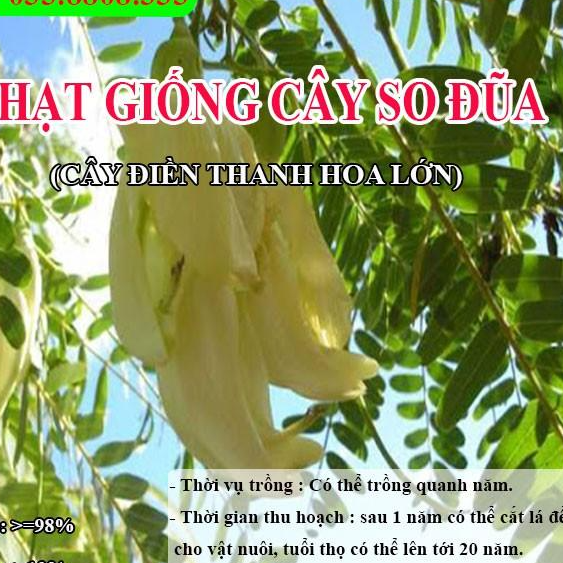 Hạt Giống Cây So Đũa  – Điền Thanh Hoa Lớn - Hạt Giống Cỏ Chăn Nuôi