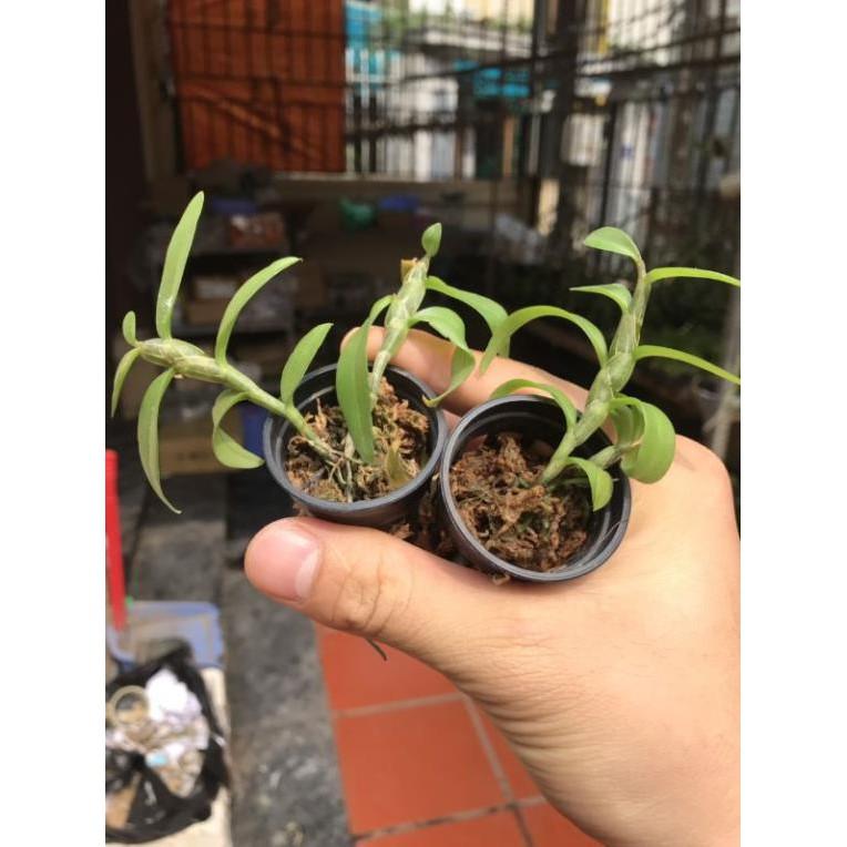 Combo 2 côc chớp mỹ cây giống