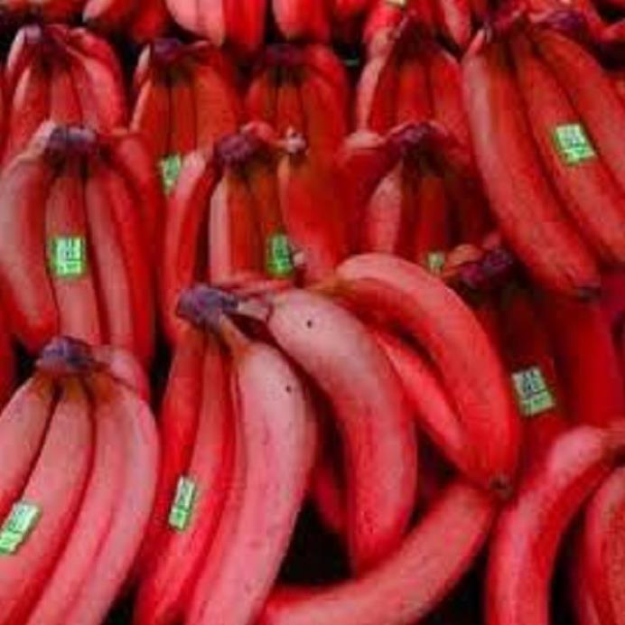 CÂY GIỐNG CHUỐI TÂY ĐỎ DACCA