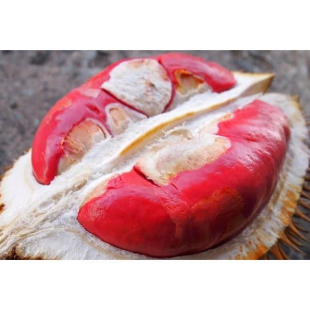 Cây sầu riêng ruột đỏ