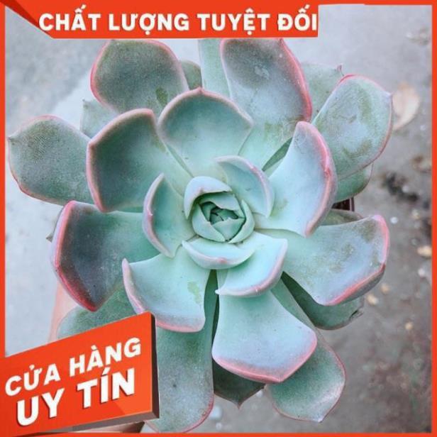 Sen Đá Tím
