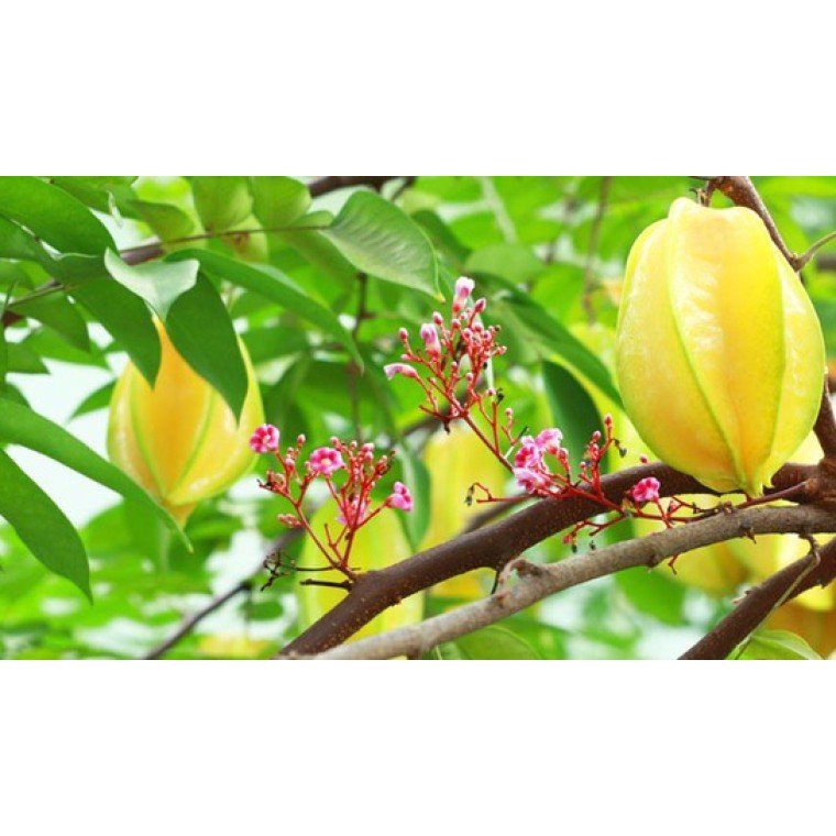 Cây Giống Khế ngọt THÁI LAN - GIỐNG MỚI - NĂNG SUẤT CAO