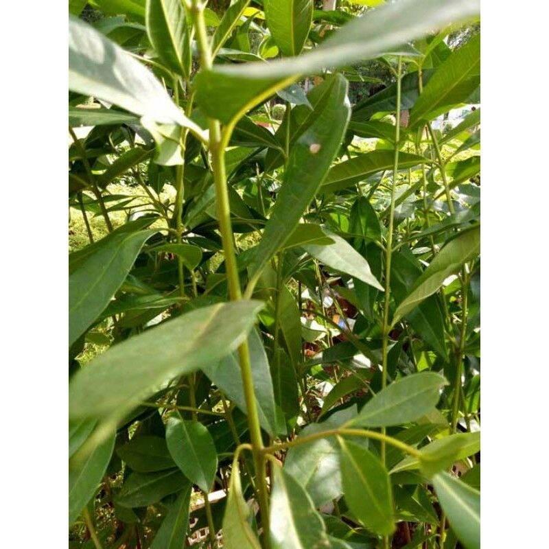 Cây giống vối nếp.