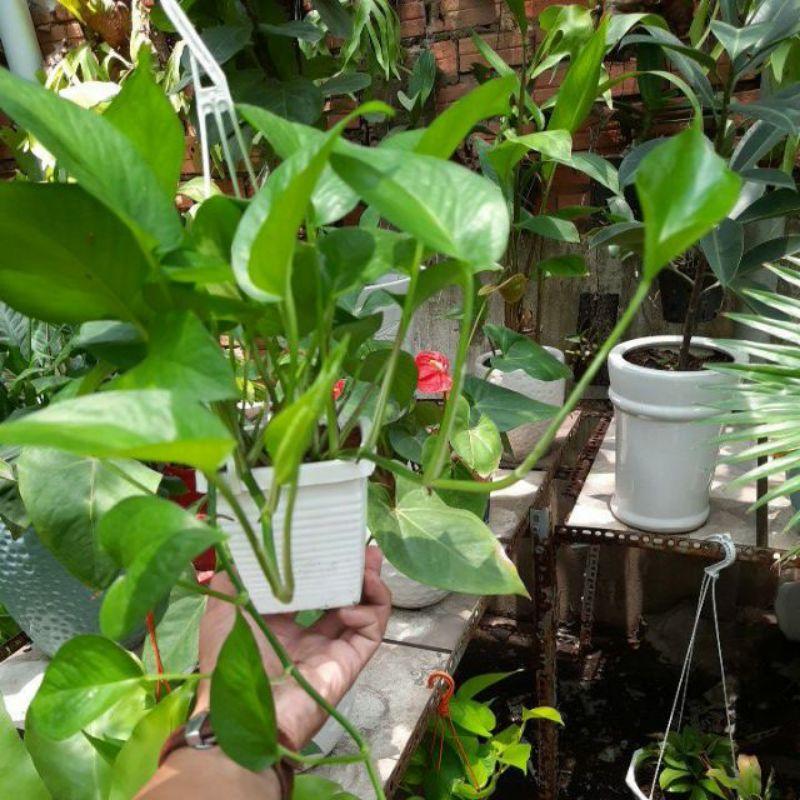 Trầu Bà Mini Treo