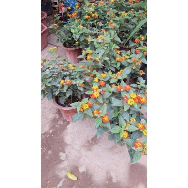 Cây hoa ngũ sắc, siêu hoa, như hình