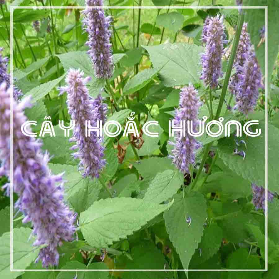 Cây hoắc hương khô sạch đóng gói 1kg