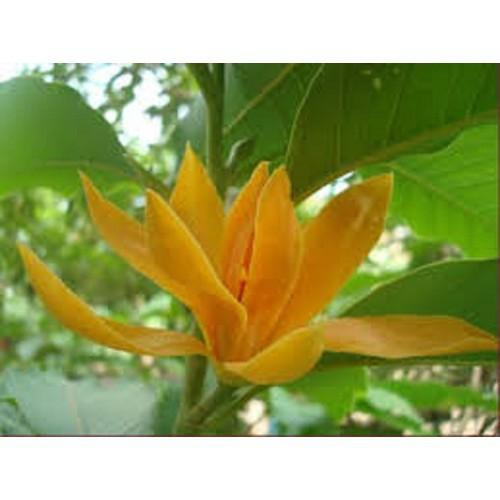 BẦU CÂY GIỐNG CÂY NGỌC LAN HOA VÀNG - CGCNLHV