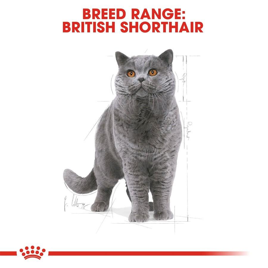 Hạt Royal Canin British Shorthair Adult Cho Mèo Lớn Anh Lông Ngắn Trưởng Thành