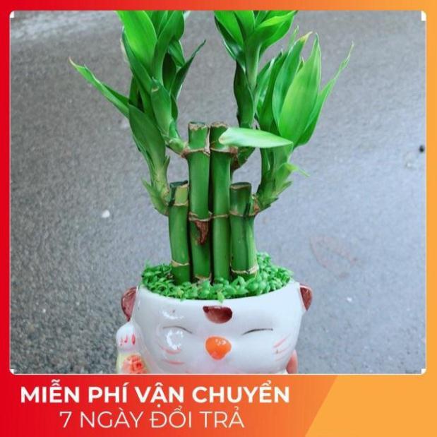 Chậu Trúc Phát Tài Mèo Thần Tài