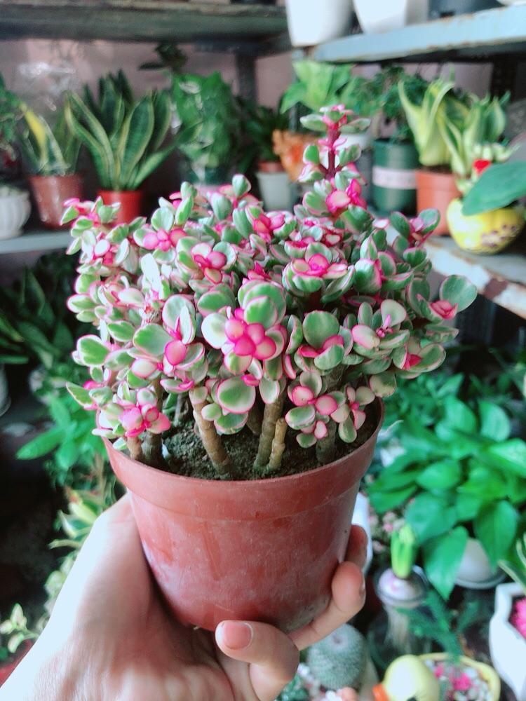 Cành Vàng Lá Ngọc