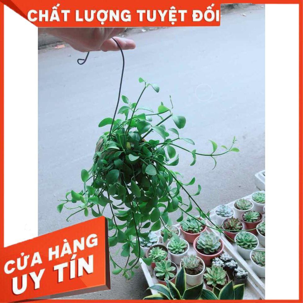 Đô la vỏ ốc Nhiều Người Mua