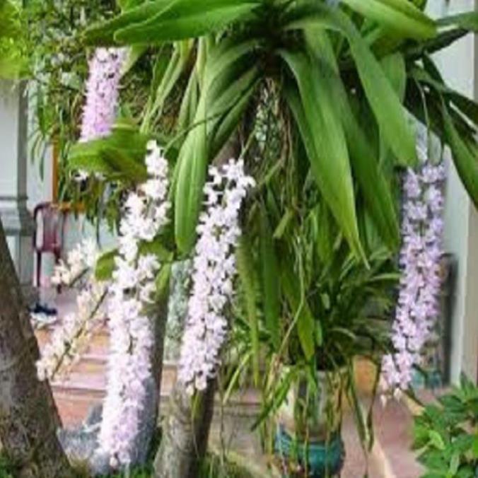 Hoa lan giáng hương đuôi cáo