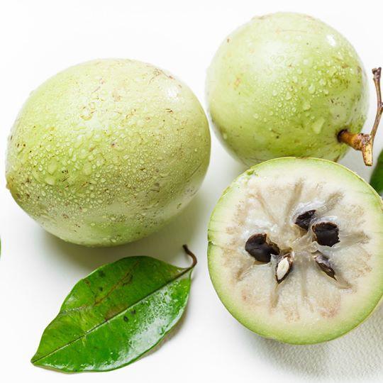 Giống Cây Vú Sữa Lò Rèn cây đẹp giống chuẩn