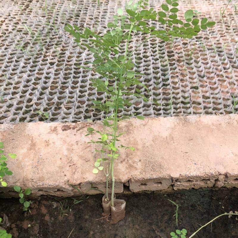 Cây chùm ngây gieo hạt cao 40-80 cm