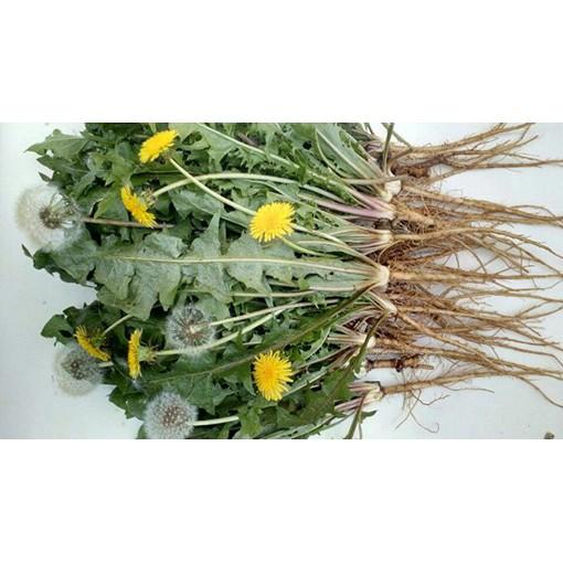 Hạt giống hoa bồ công anh 50 hạt