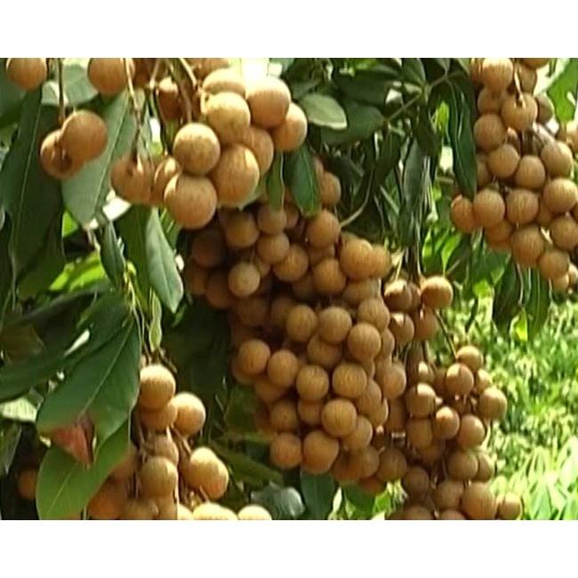 CÂY GIỐNG NHÃN LỒNG MUỘN