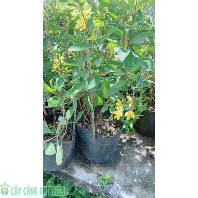 Kim Đồng Vàng Lớn