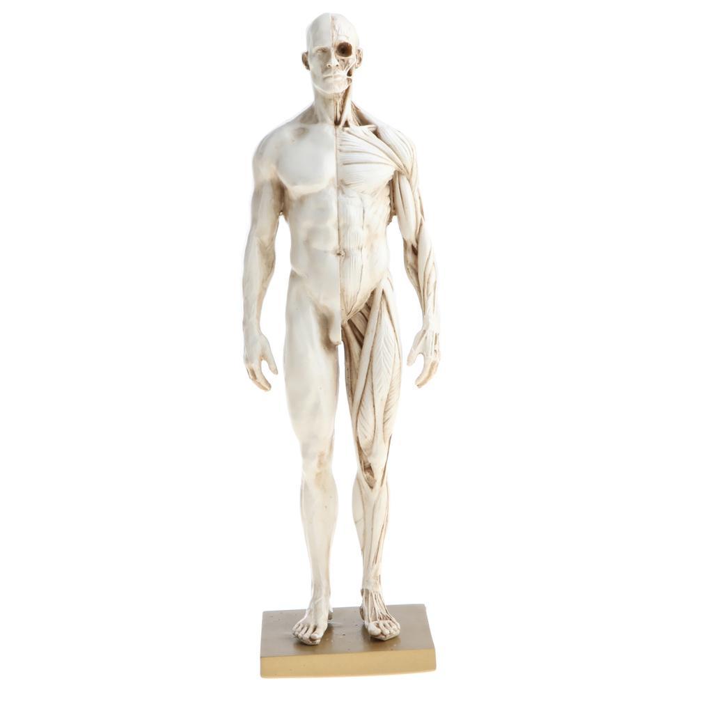 11 Inch Female & Male Anatomy Figure Model Anatomical Reference For Artists - White