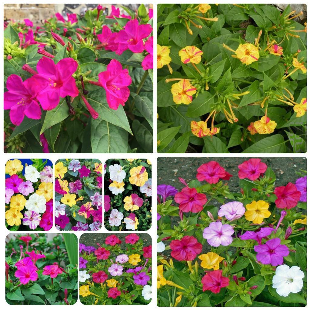 Hạt giống hoa bông phấn mix Nhiều màu 50 hạt/gói