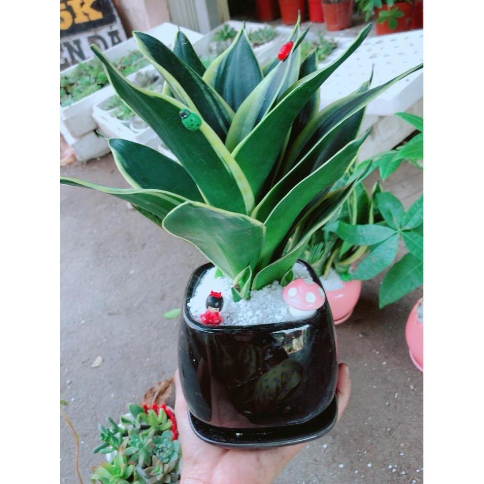 Chậu lưỡi hổ thái có trang trí Bán Chạy