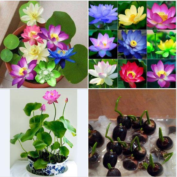 Hạt giống sen mini nhật mix màu