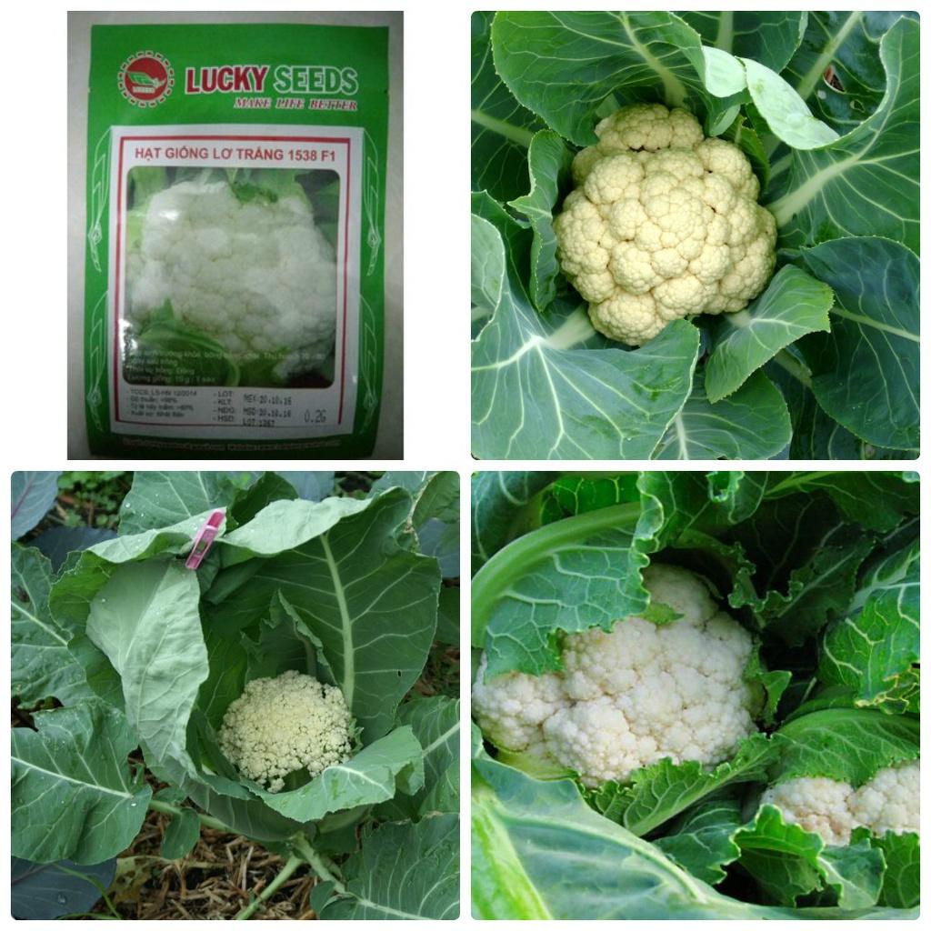 Combo 3 gói Hạt Giống Súp Lơ Trắng ,Bông Cải Trắng- 1 gói 0,2 Gram-tặng kèm gói phân bón lót