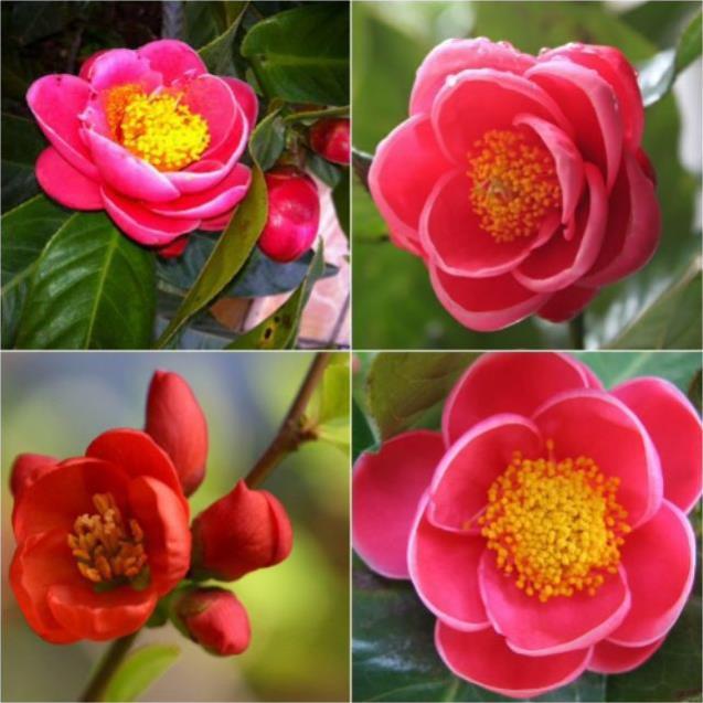 HOA HẢI ĐƯỜNG ĐỎ - BẦU CÂY SIZE NHỠ + Tặng 01 cây dâu da đất