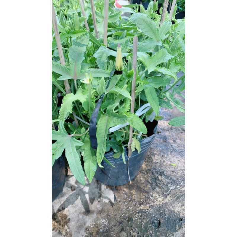 Cây Sâm Bố Chính Chậu To Như Hình