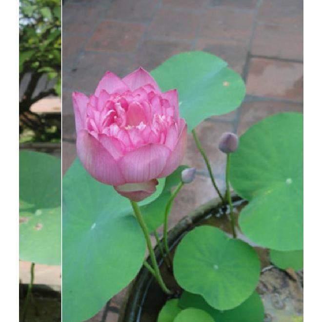 Combo 5 gói hạt giống hoa sen bách diệp các loại-gói 5 hạt-tặng kèm 1 gói kích thích nảy mầm