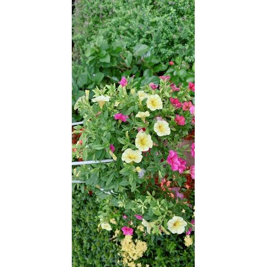 Chậu Cây Triệu Chuông