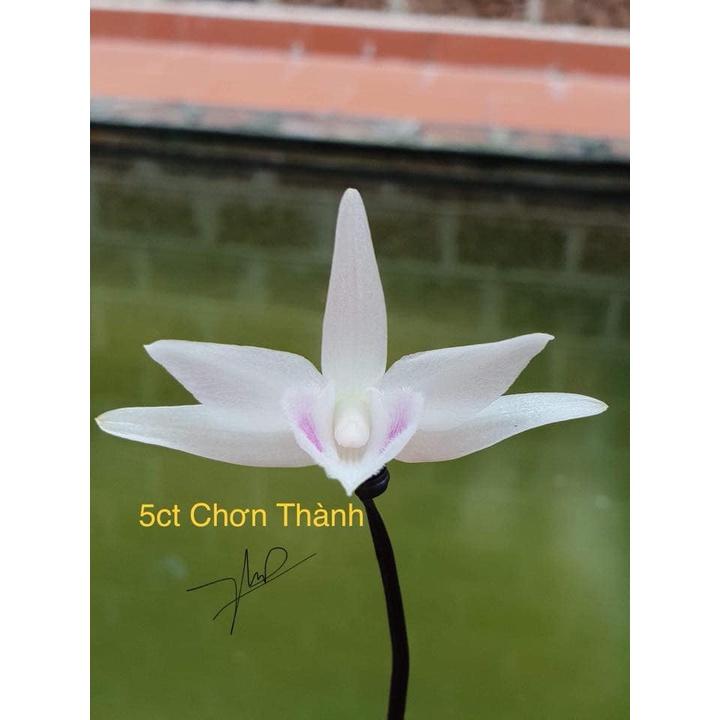 Cốc lan phi điệp đột biến 5 cánh trắng TRƠN THÀNH , hoa cực đẹp, cực hiếm, hàng gieo hạt, cây y hình