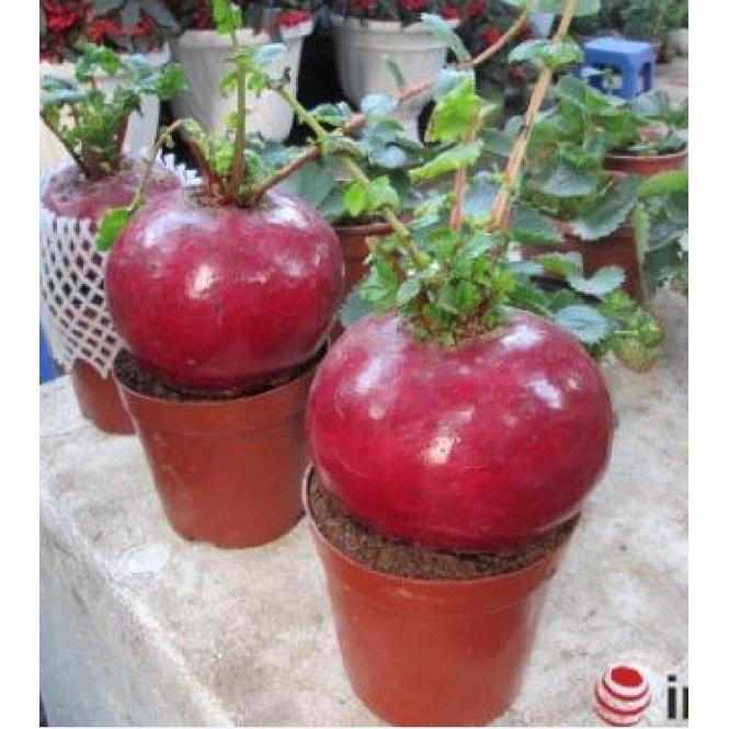 Hạt giống củ cải đỏ khổng lồ KNS3267 - Gói 10 hạt