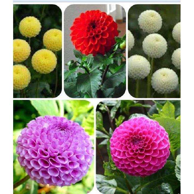 Hoa thược dược tổ ong Mix Màu - 1 gói 50 hạt