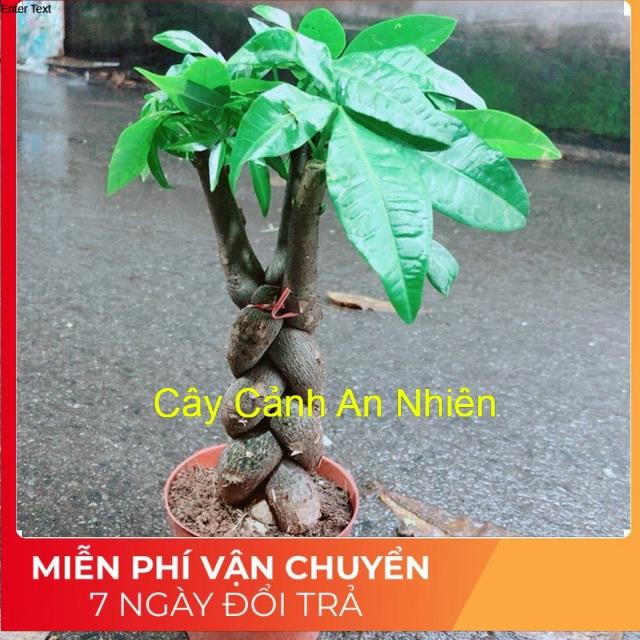 Kim Ngân 3 Thân Thắt Bính