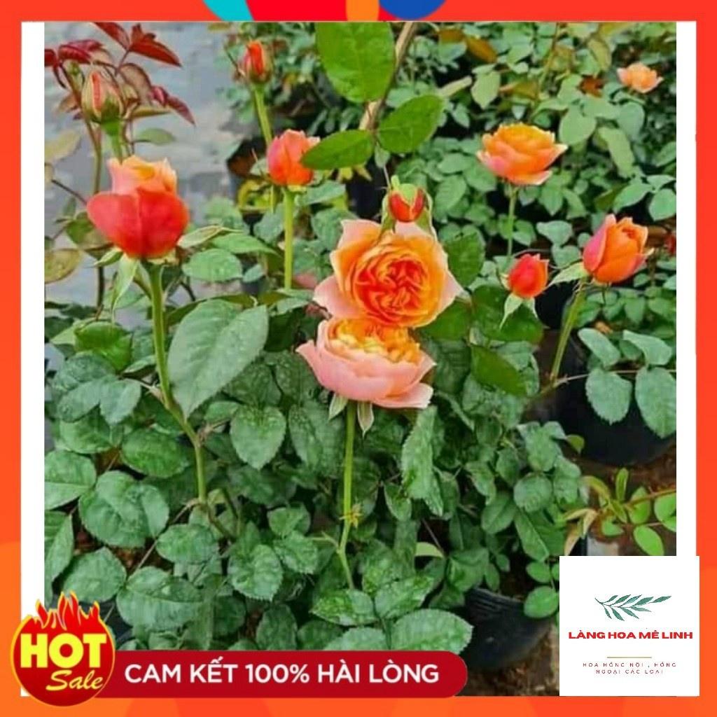 Hoa hồng ngoại Masora rose Hoa đẹp thơm-cây to trưởng thành