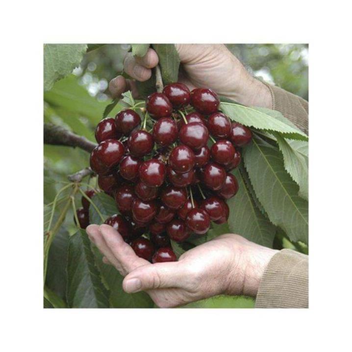 Cây Giống CHERRY BRAZIL - Giống F1
