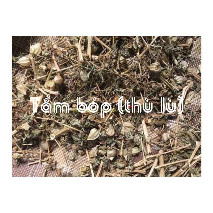CÂY TẦM BÓP khô sạch đóng gói 500g - Hàng Công ty loại 1